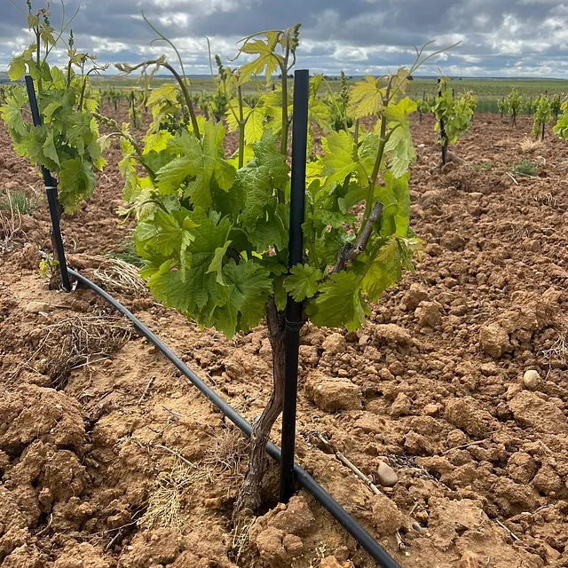 Vinos Eterno Bramante plantaciones 