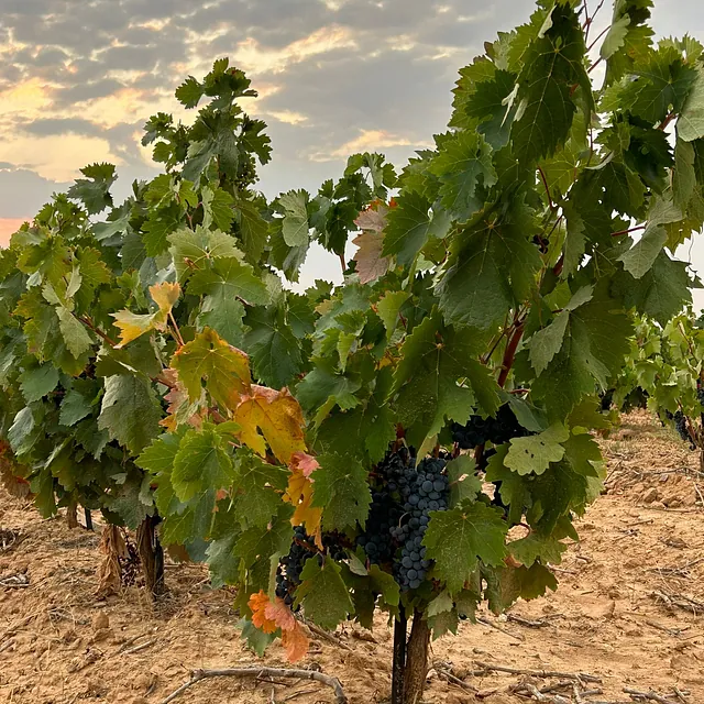 Vinos Eterno Bramante plantaciones 